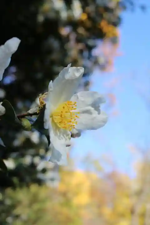 明王院(満願寺別院)の自然