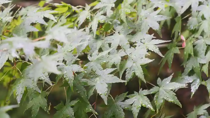 青蓮院門跡(京都府)