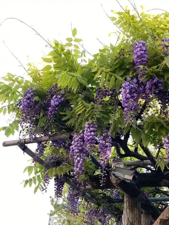 神田神社(神田明神)の自然