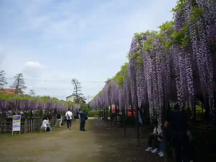 玉敷神社(埼玉県)