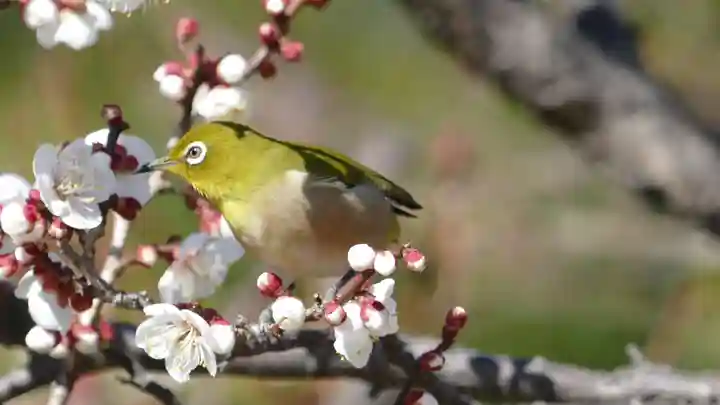 牛嶋天満宮の動物