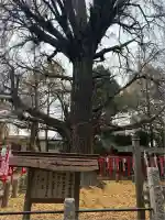 鬼子母神堂 (法明寺)(東京都)