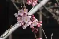 国宝 大法寺の自然