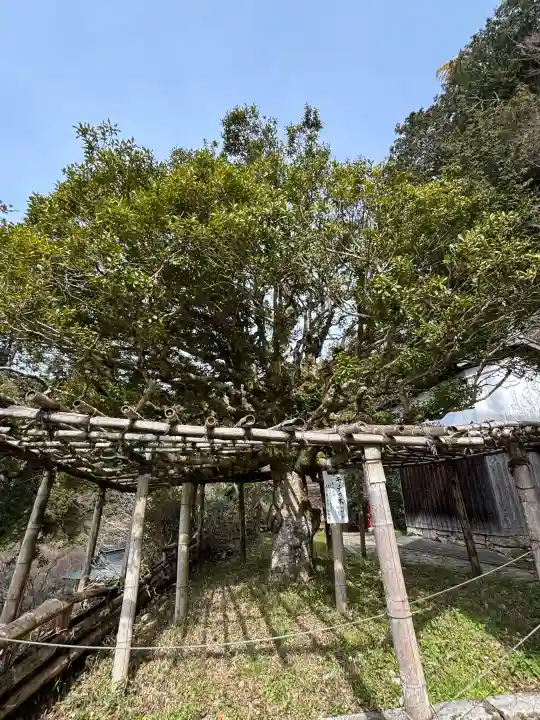 宝厳寺の{uncategorized: "未分類", other: "その他", undefined: "問題あり", building: "その他建物", grave: "お墓", sacred_gate: "鳥居", guardian: "狛犬", statue: "像", buddha: "仏像", history: "歴史", nature: "自然", garden: "庭園", animal: "動物", pagoda: "塔", temizu: "手水舎", mountain_gate: "山門・神門", sanctuary: "本殿・本堂", subordinate: "末社・摂社", art: "芸術", scenery: "景色", jizo: "地蔵", ema: "絵馬", goshuin: "御朱印", omikuji: "おみくじ", items: "授与品その他", amulet: "お守り", goshuincho: "御朱印帳", eats: "食事", festival: "お祭り", votive_dance: "神楽", shichigosan: "七五三参", wedding: "結婚式", experience: "体験その他", initially: "初詣", around: "周辺", anti_infection: "感染症対策"}