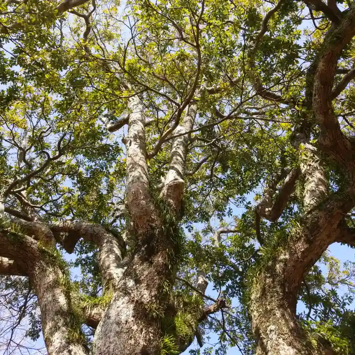 鎌足神社の自然