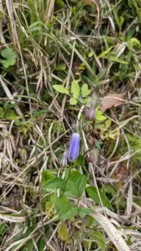 舌根寺廃寺・力寿の桜の自然