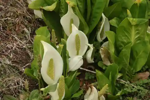 鹿島大神宮の自然