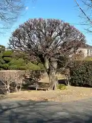 延命寺(身代り不動尊)(栃木県)