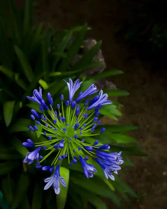 金乗院(那須波切不動尊) (栃木県)