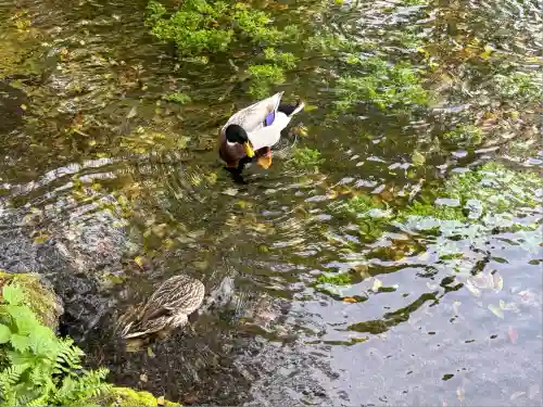 富士山本宮浅間大社(静岡県)