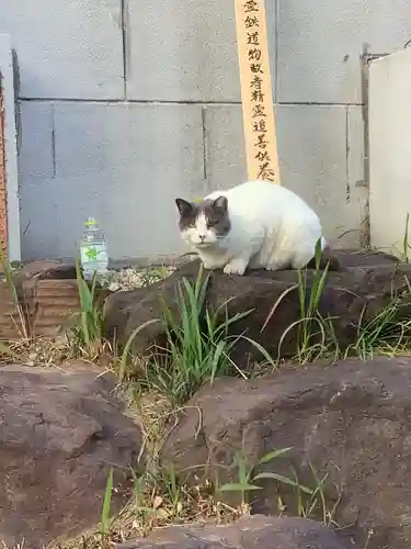 正栄寺の動物