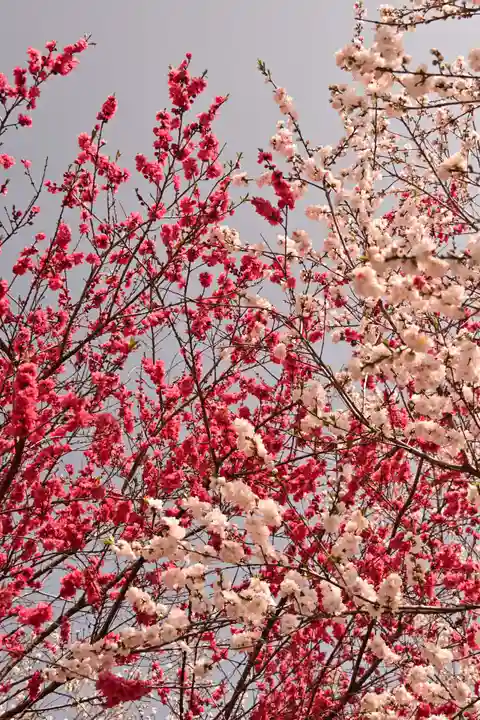 祥雲寺(愛媛県)