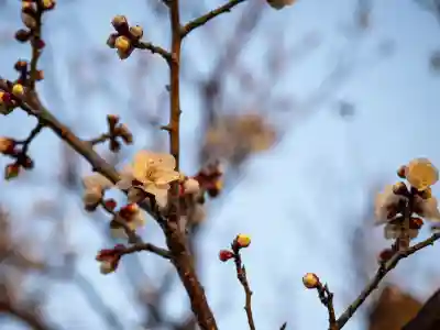 牛嶋天満宮の{uncategorized: "未分類", other: "その他", undefined: "問題あり", building: "その他建物", grave: "お墓", sacred_gate: "鳥居", guardian: "狛犬", statue: "像", buddha: "仏像", history: "歴史", nature: "自然", garden: "庭園", animal: "動物", pagoda: "塔", temizu: "手水舎", mountain_gate: "山門・神門", sanctuary: "本殿・本堂", subordinate: "末社・摂社", art: "芸術", scenery: "景色", jizo: "地蔵", ema: "絵馬", goshuin: "御朱印", omikuji: "おみくじ", items: "授与品その他", amulet: "お守り", goshuincho: "御朱印帳", eats: "食事", festival: "お祭り", votive_dance: "神楽", shichigosan: "七五三参", wedding: "結婚式", experience: "体験その他", initially: "初詣", around: "周辺", anti_infection: "感染症対策"}