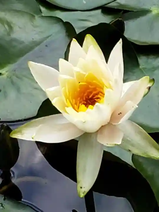 明治神宮(東京都)