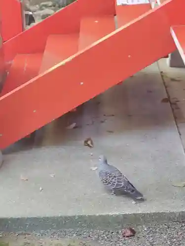 冠稲荷神社の動物