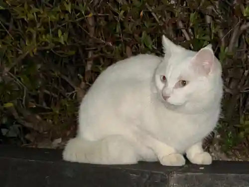 王子神社(徳島県)