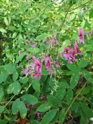 沙沙貴神社(滋賀県)