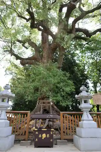 和泉國一之宮　大鳥大社(大阪府)