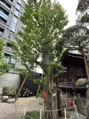 廣尾稲荷神社の自然