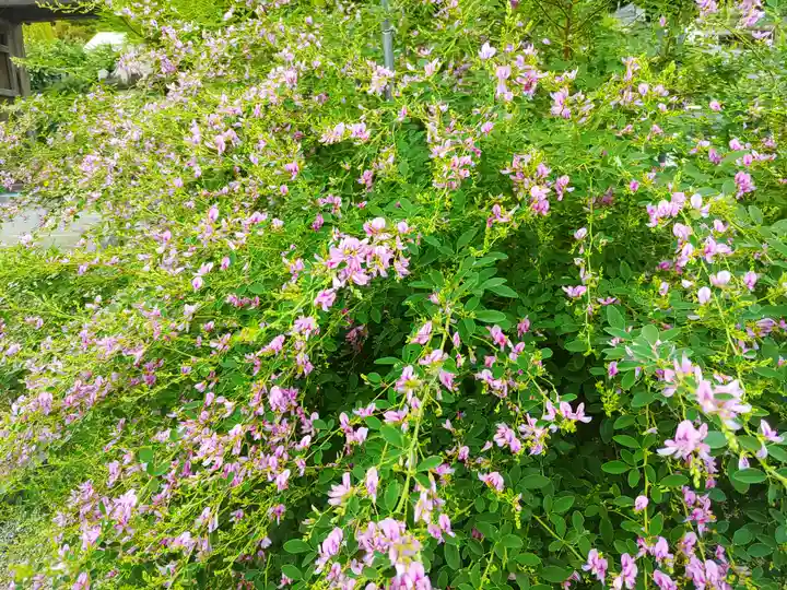 寺岡山元三大師の自然