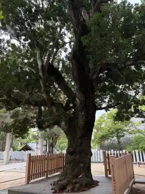 芦屋神社の{uncategorized: "未分類", other: "その他", undefined: "問題あり", building: "その他建物", grave: "お墓", sacred_gate: "鳥居", guardian: "狛犬", statue: "像", buddha: "仏像", history: "歴史", nature: "自然", garden: "庭園", animal: "動物", pagoda: "塔", temizu: "手水舎", mountain_gate: "山門・神門", sanctuary: "本殿・本堂", subordinate: "末社・摂社", art: "芸術", scenery: "景色", jizo: "地蔵", ema: "絵馬", goshuin: "御朱印", omikuji: "おみくじ", items: "授与品その他", amulet: "お守り", goshuincho: "御朱印帳", eats: "食事", festival: "お祭り", votive_dance: "神楽", shichigosan: "七五三参", wedding: "結婚式", experience: "体験その他", initially: "初詣", around: "周辺", anti_infection: "感染症対策"}