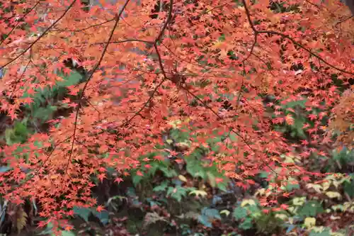 三春大神宮の自然