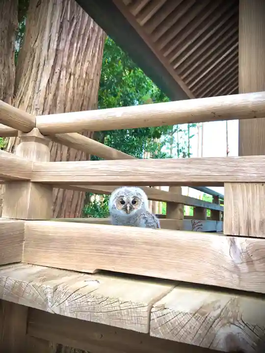 鹿嶋三嶋神社(茨城県)