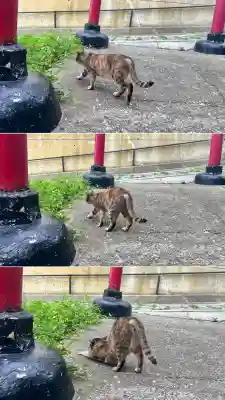 入舟稲荷神社(北海道)