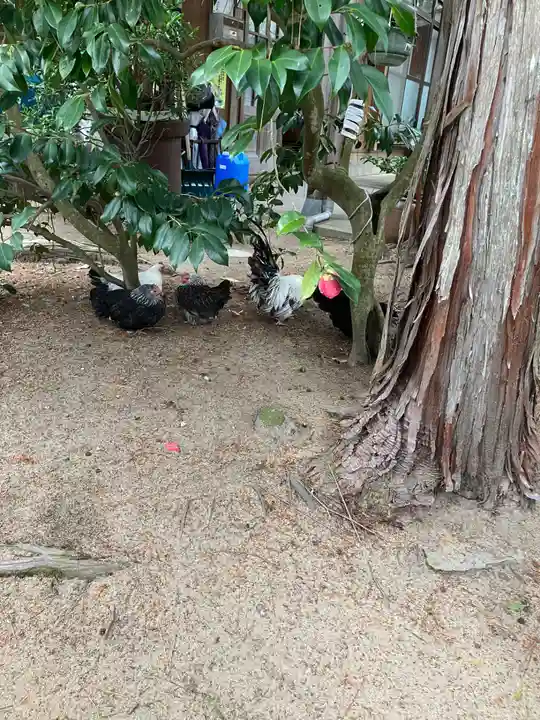 賀露神社の動物