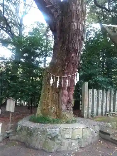 東大野八幡神社の自然