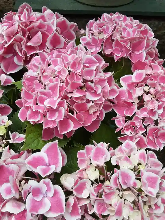 住吉神社の自然