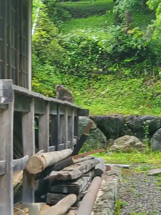 清雲寺の動物