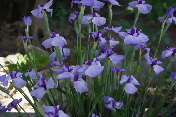 東海市熊野神社の手水舎