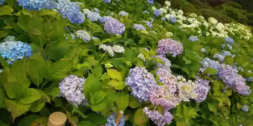 三室戸寺の自然