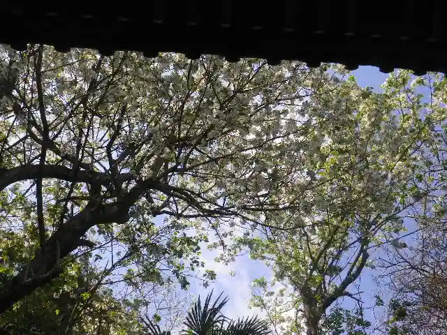 星井寺(虚空蔵堂)の景色