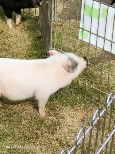 東本願寺本廟 牛久浄苑（牛久大仏）(茨城県)