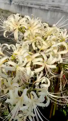 壺井八幡宮の自然