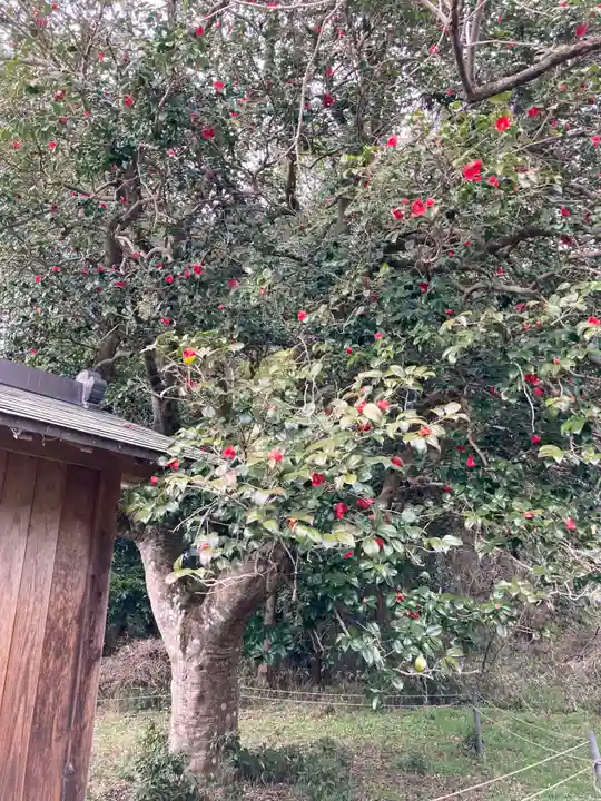 咳嗽神社の自然
