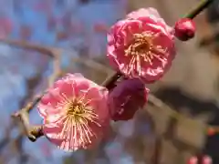 亀戸天神社の動物