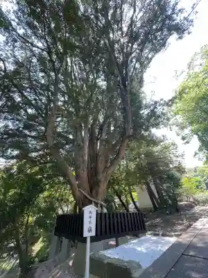 安房神社の{uncategorized: "未分類", other: "その他", undefined: "問題あり", building: "その他建物", grave: "お墓", sacred_gate: "鳥居", guardian: "狛犬", statue: "像", buddha: "仏像", history: "歴史", nature: "自然", garden: "庭園", animal: "動物", pagoda: "塔", temizu: "手水舎", mountain_gate: "山門・神門", sanctuary: "本殿・本堂", subordinate: "末社・摂社", art: "芸術", scenery: "景色", jizo: "地蔵", ema: "絵馬", goshuin: "御朱印", omikuji: "おみくじ", items: "授与品その他", amulet: "お守り", goshuincho: "御朱印帳", eats: "食事", festival: "お祭り", votive_dance: "神楽", shichigosan: "七五三参", wedding: "結婚式", experience: "体験その他", initially: "初詣", around: "周辺", anti_infection: "感染症対策"}