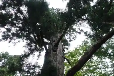 配志和神社の自然