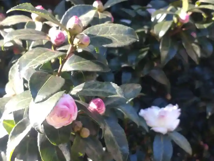 阿佐ヶ谷神明宮の自然