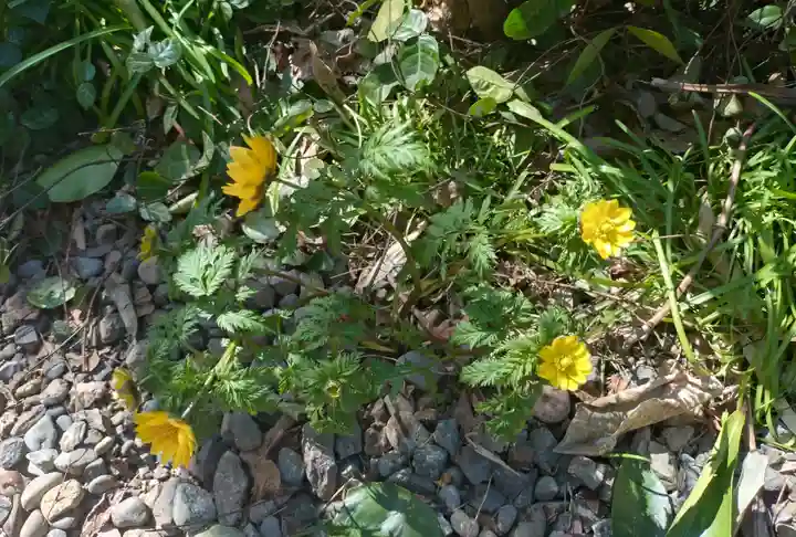 本郷氷川神社(東京都)