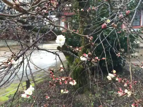 北野天満宮の庭園