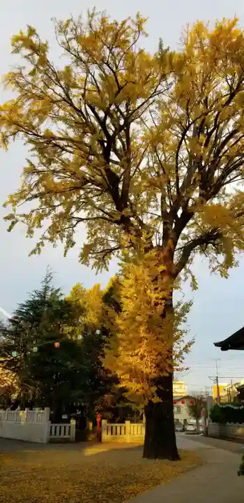 葛西神社の自然