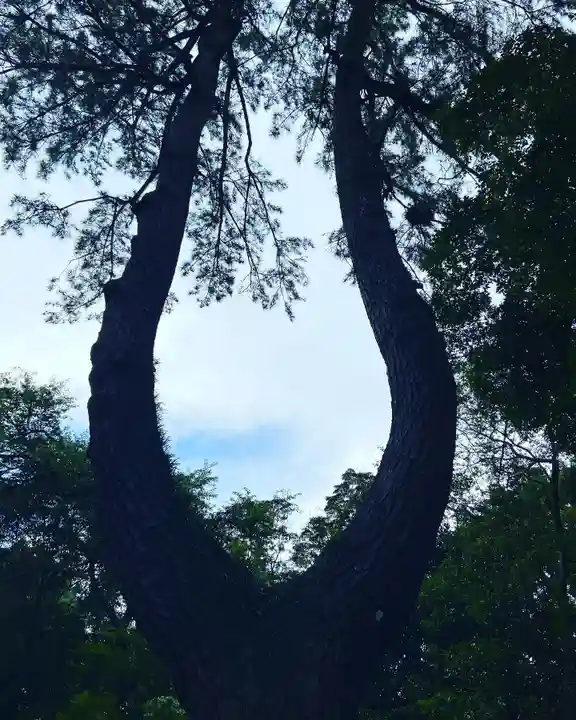 龍城神社の自然