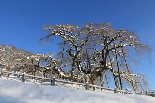 瀧桜神明宮の自然