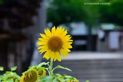 伊勢山皇大神宮(神奈川県)