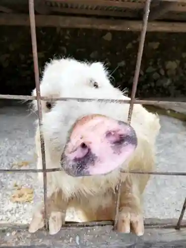 宝八幡宮の動物