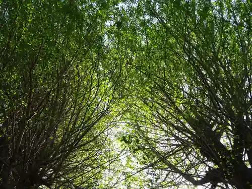 弥生神社の自然